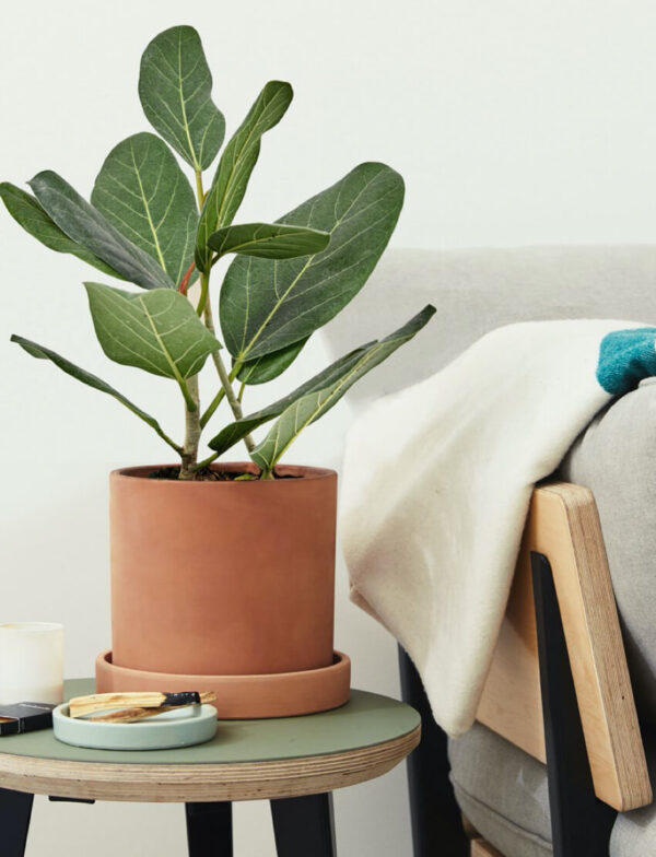 Ficus Audrey