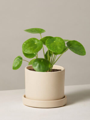 Pilea Peperomioides